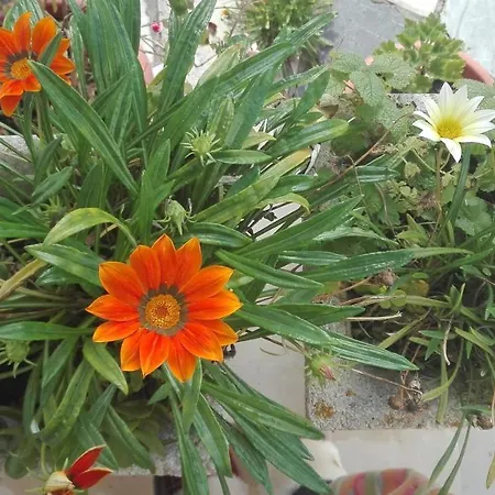 فيلة Vitoria نازاريه