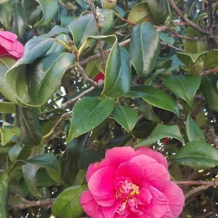 فيلة Vitoria نازاريه